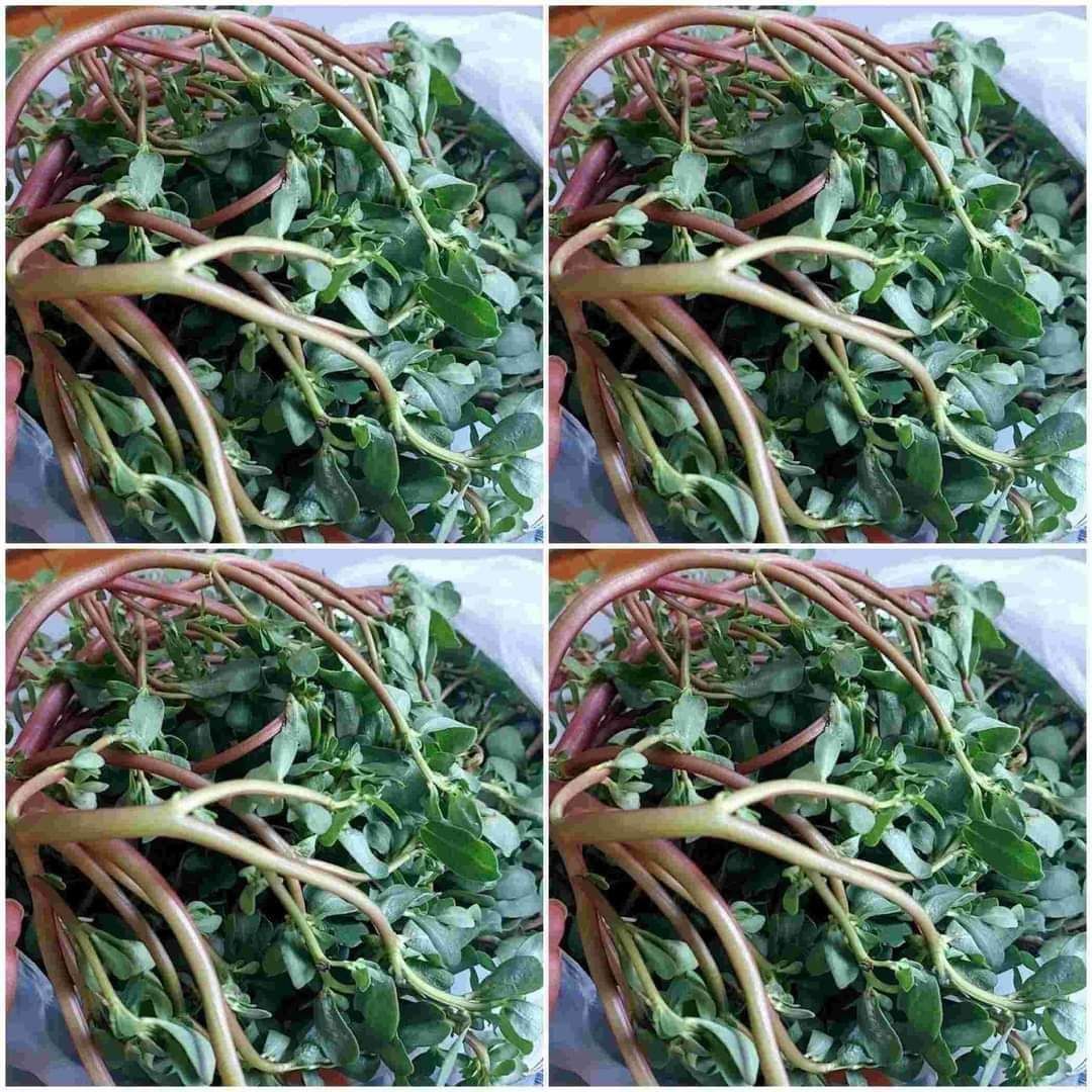 Discover the delight of Purslane 1