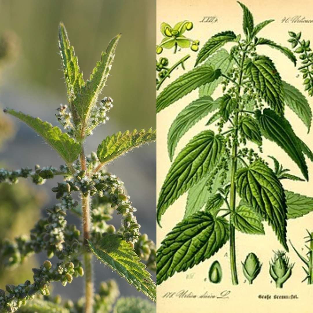 Nettles Blood Sugar Management's Unsung Hero 1