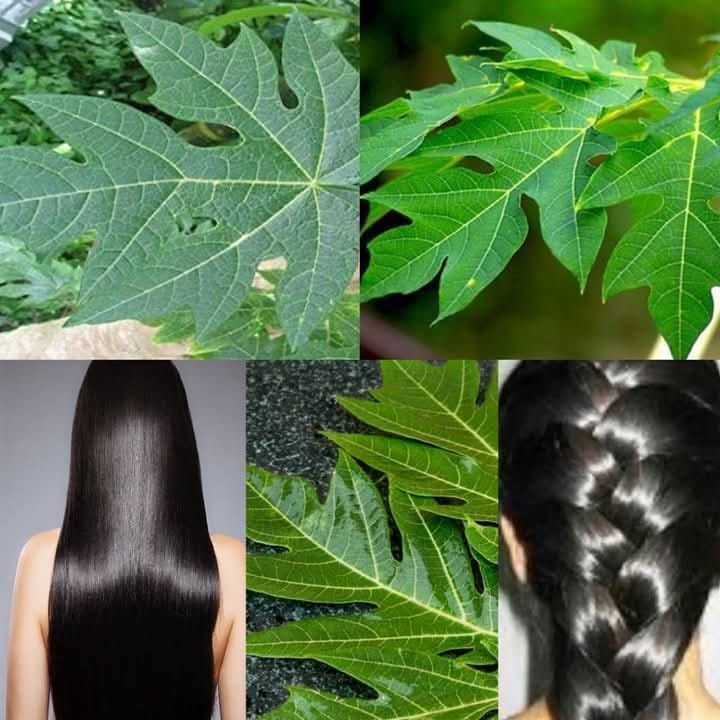 Use papaya leaves overnight to grow long hair 1