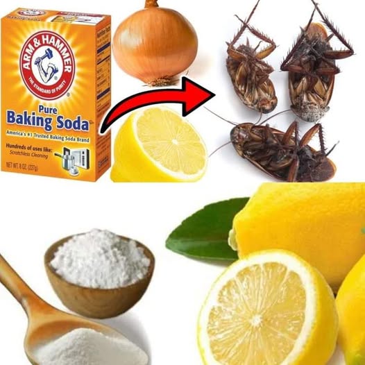 How To Get Rid of Cockroaches in 5 Minutes Using Lemon, Onion, and Baking Soda 1