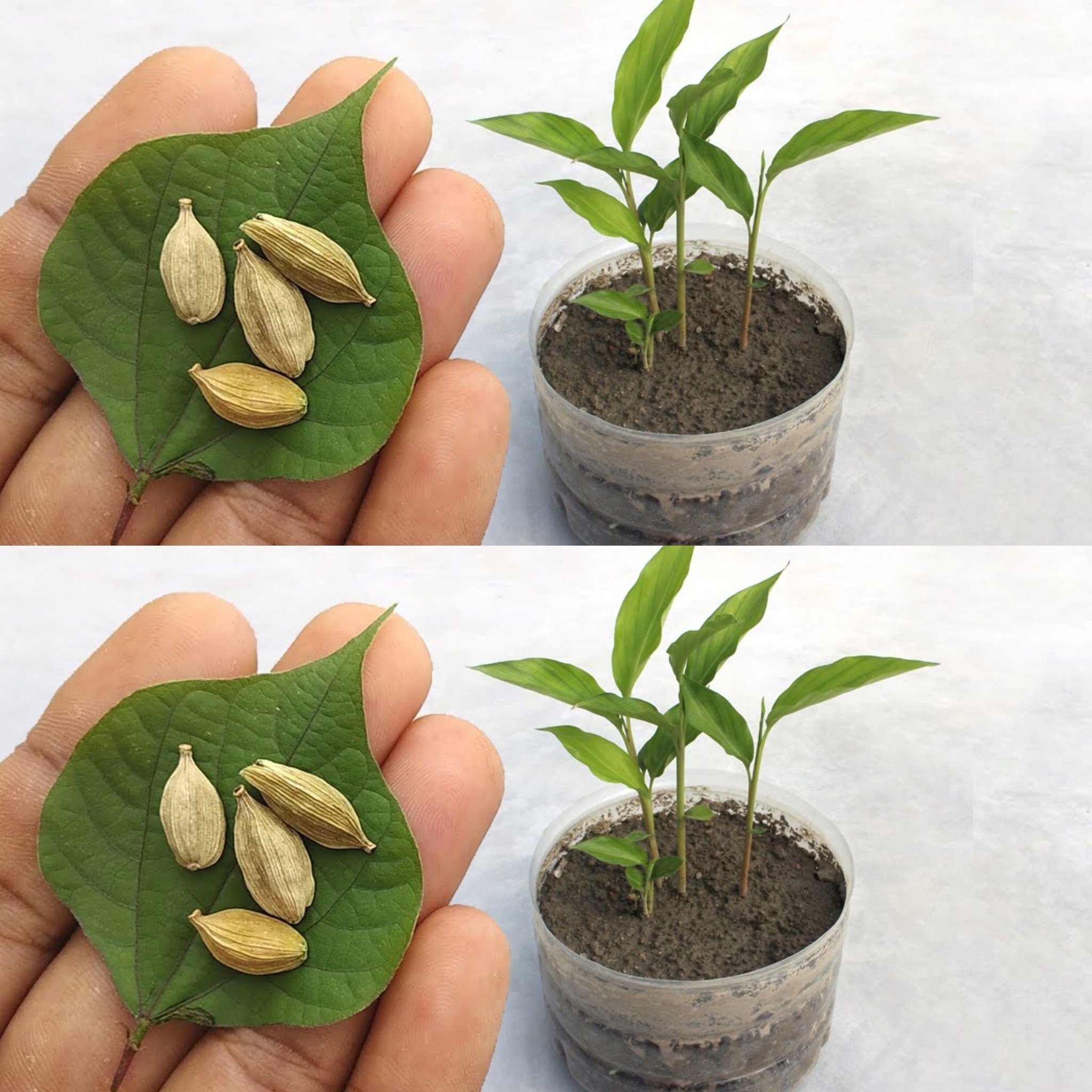 How to Grow Cardamom from Seeds at Home 1
