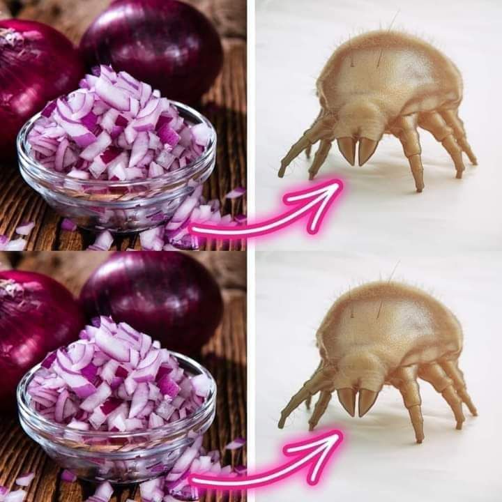 Use Red Onions in These Easy Ways to Bid Farewell to Dust Mites Forever 1