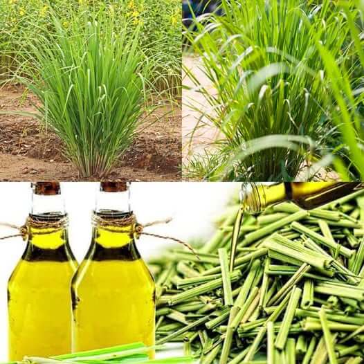 How to Produce Homemade Lemongrass Oil 1