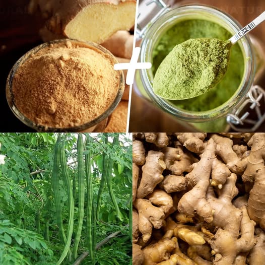 Moringa with Ginger The Amazing Blend Cure Wide Range of Illnesses 1
