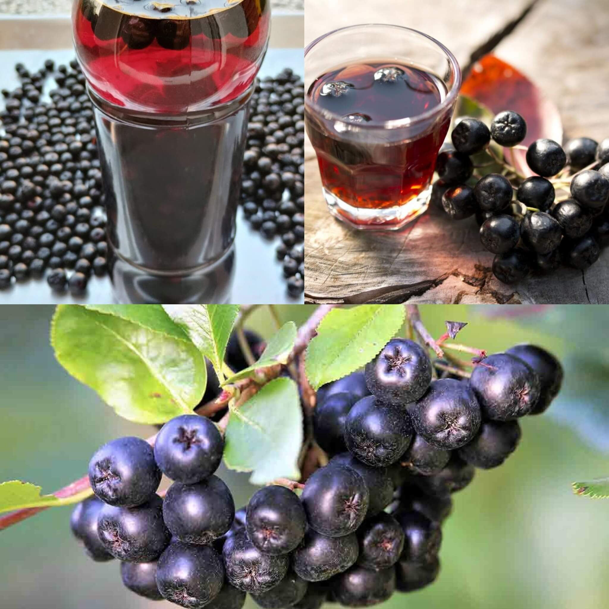 The Ultimate Berry for Lower Cholesterol and Stronger Blood Vessels 1