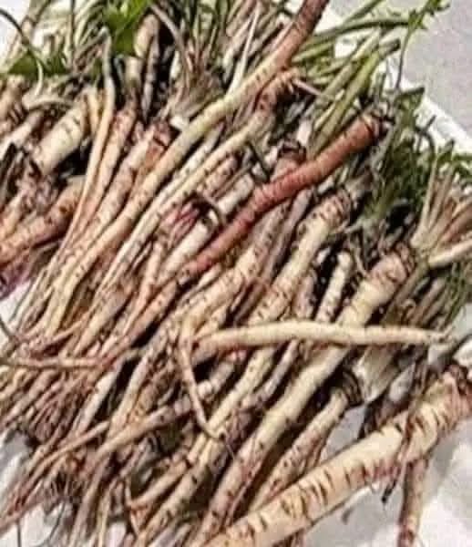 Advantages of the Greater Burdock Root 1