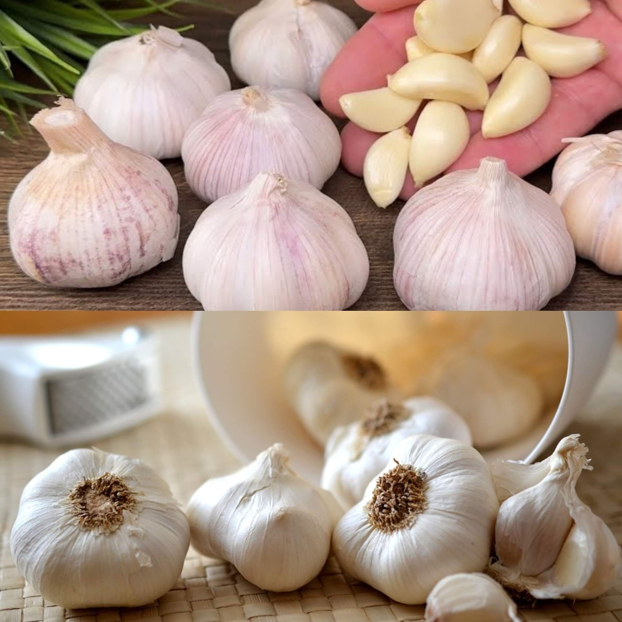 garlic is the true treasure for your health 1