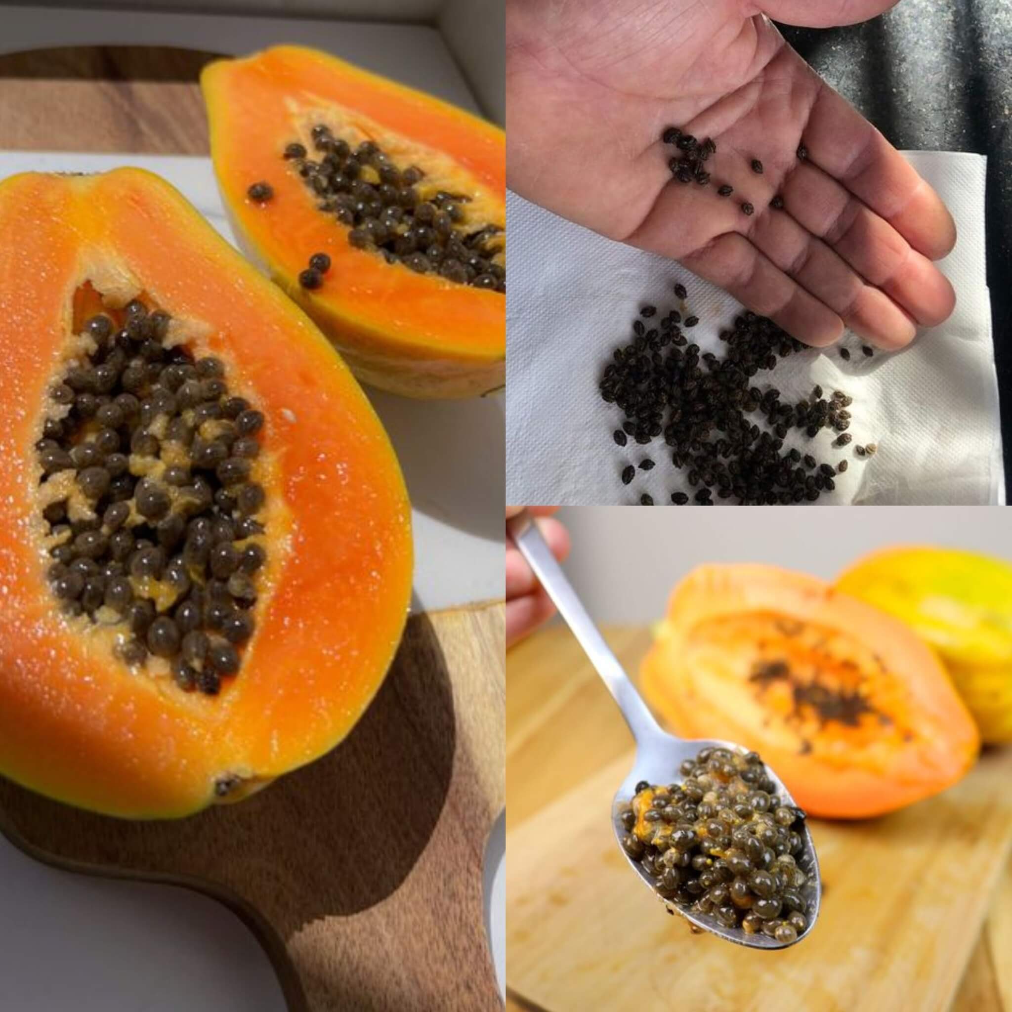 19 Amazing Papaya Seeds Health Benefits for Liver, Gut & Kidneys 1