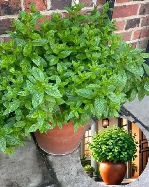 You should consider placing a peppermint plant on the pathway leading to your entryway 1