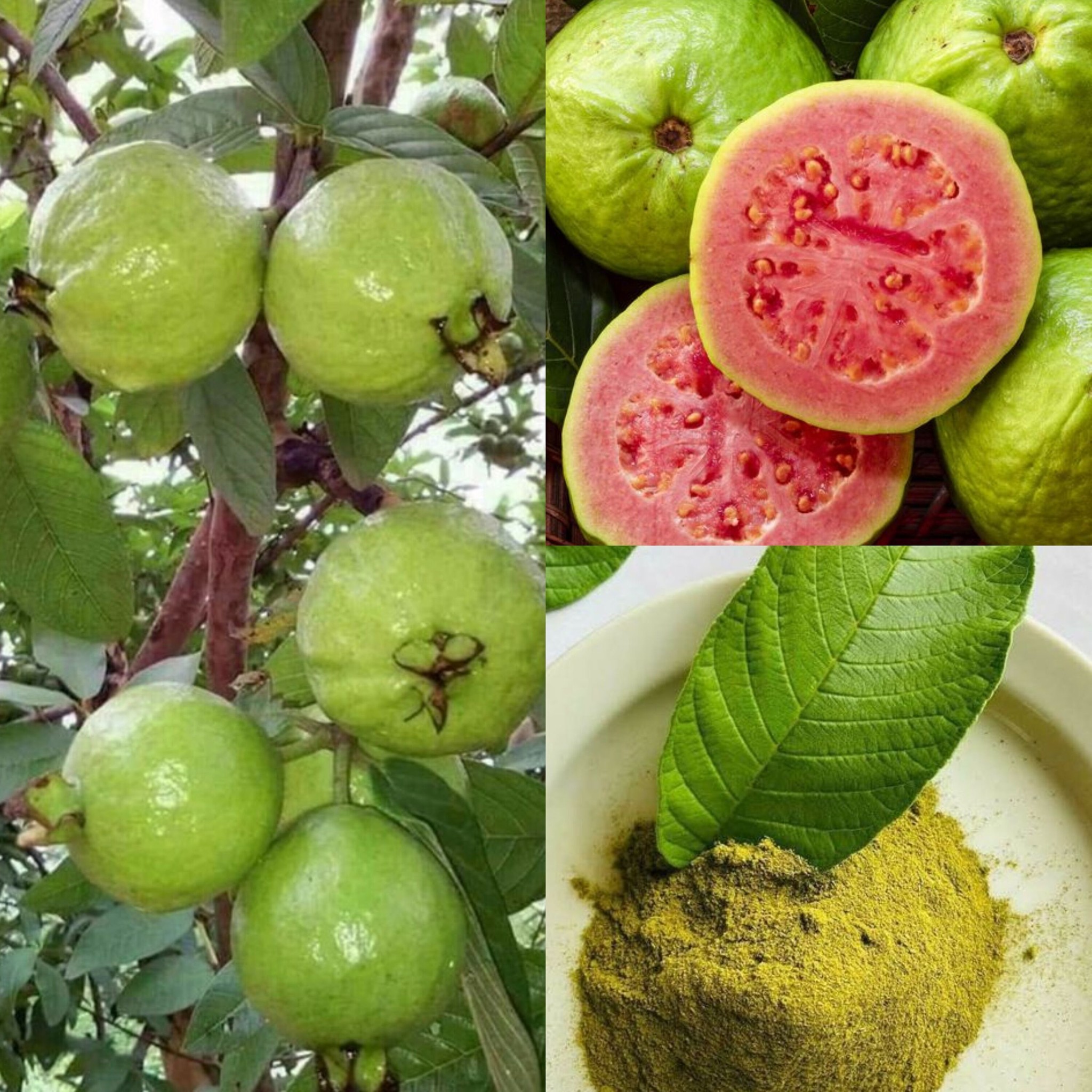 Five Things Not to Do with Guava 1