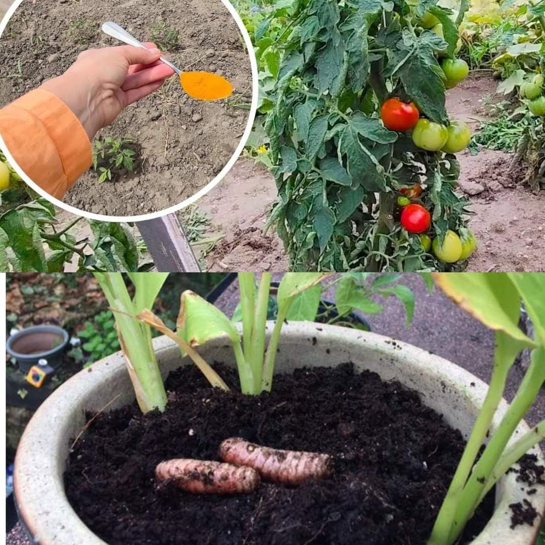 Turmeric's Power in Your Garden 1