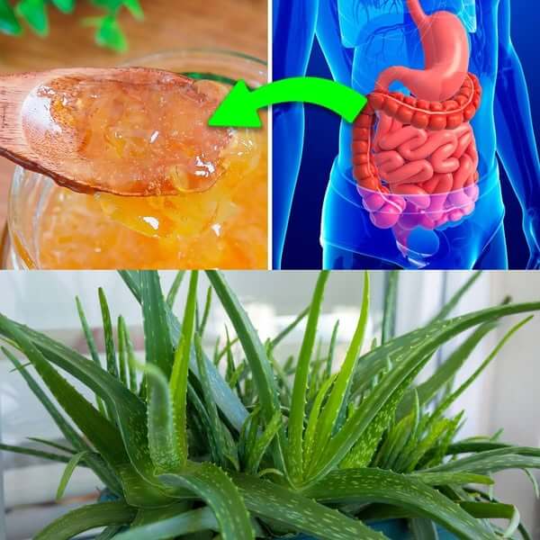 Using Aloe Vera to Naturally Treat Digestive Issues 1
