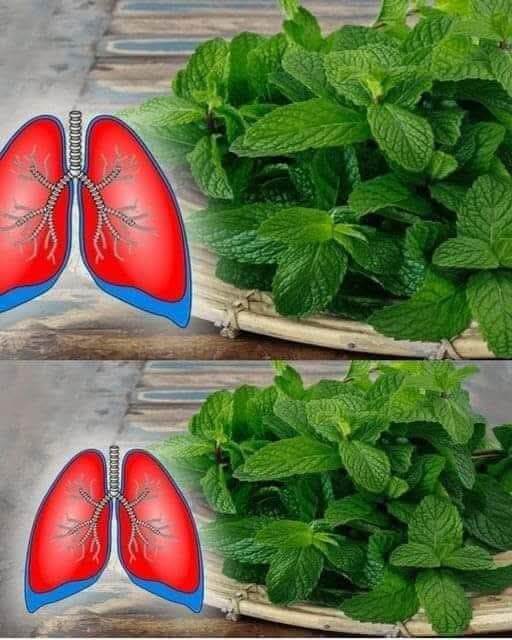 Six Plants to Help Fight Asthma and Clean Your Lungs 1