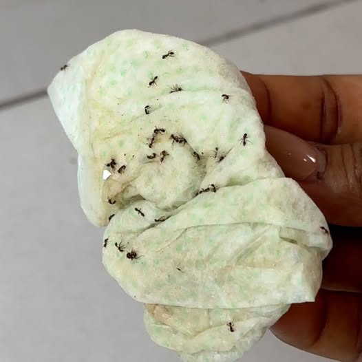 Genius Way to Get Rid of Ants and Cockroaches Naturally 7