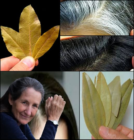 Gray hair disappears in 2 minutes 1