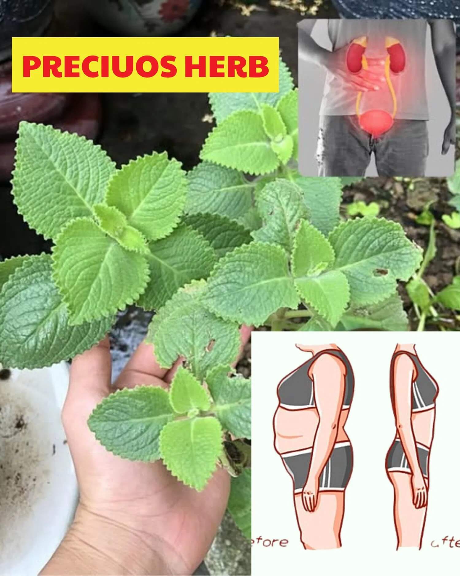 Lemon Balm: The ‘Precious Herb’ That Can Treat 15 Health Issues 1