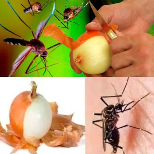 Say Goodbye to Mosquitoes Forever with this Free Organic Recipe 1