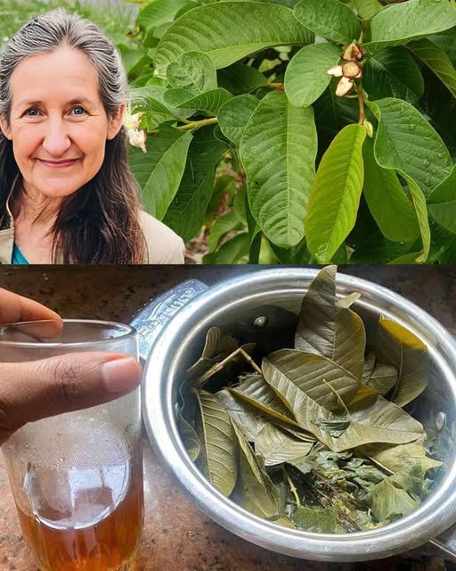 How to Make Guava Leaf Tea: A Simple and Beneficial Guide 1