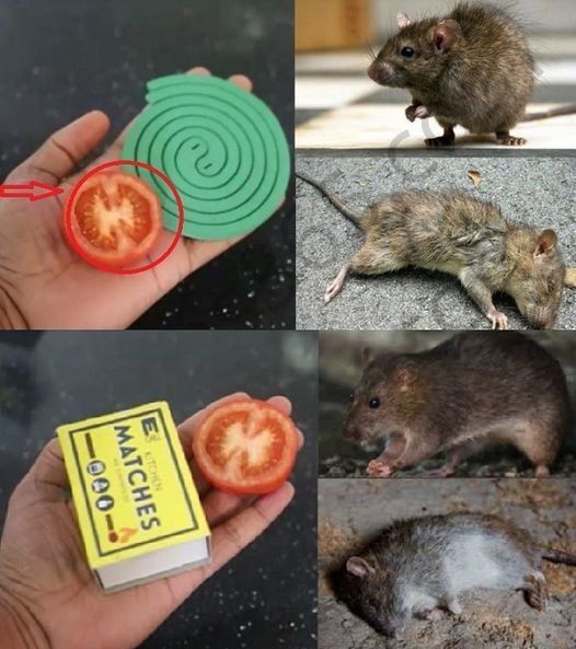 Mouse Repellent 7 All-Natural Ways to Prevent Mice from Entering Your Home 1