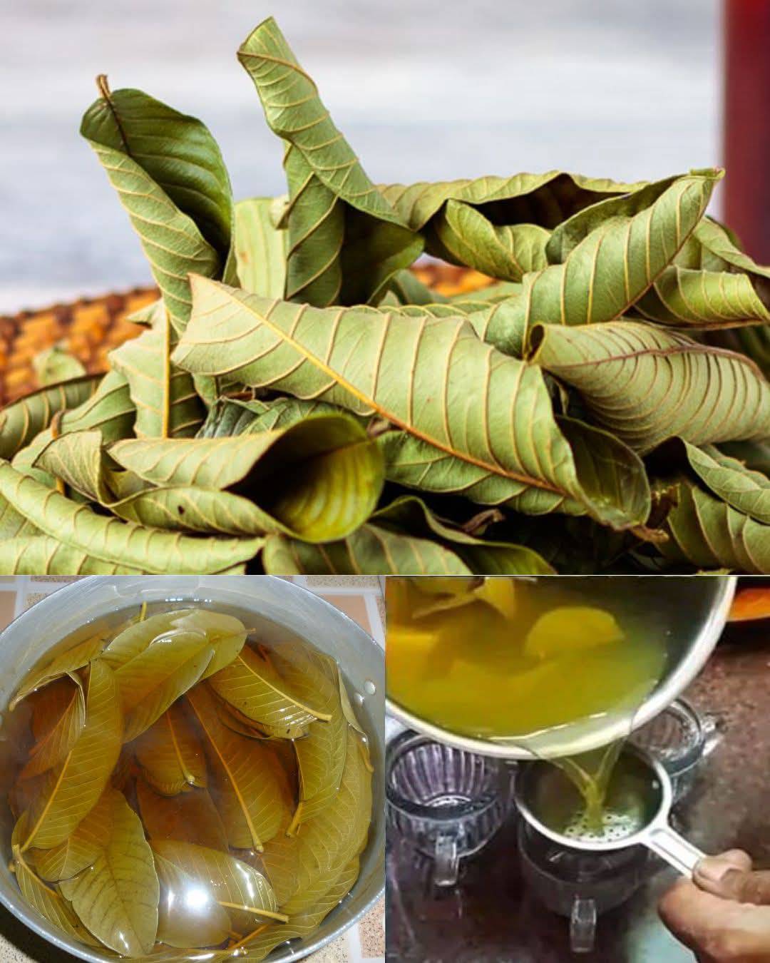 Discover the Hidden Potential of Guava Leaves 1