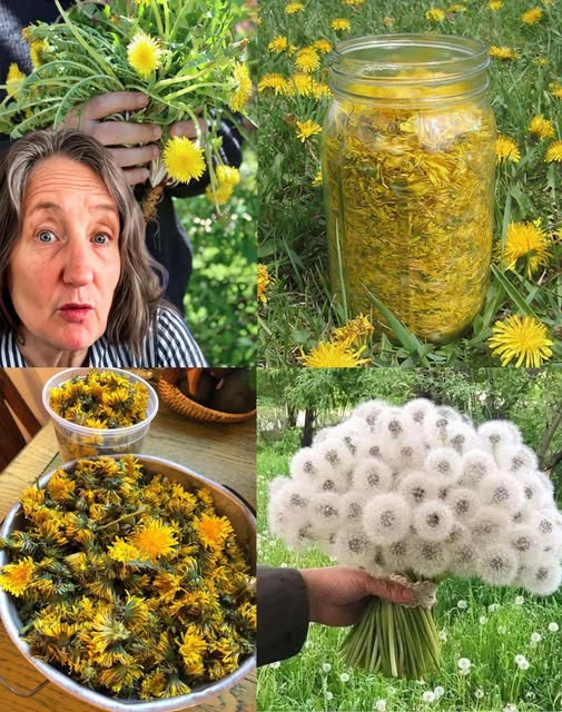 Unlocking the Power of Dandelion: Full Recipe and Q&A 1