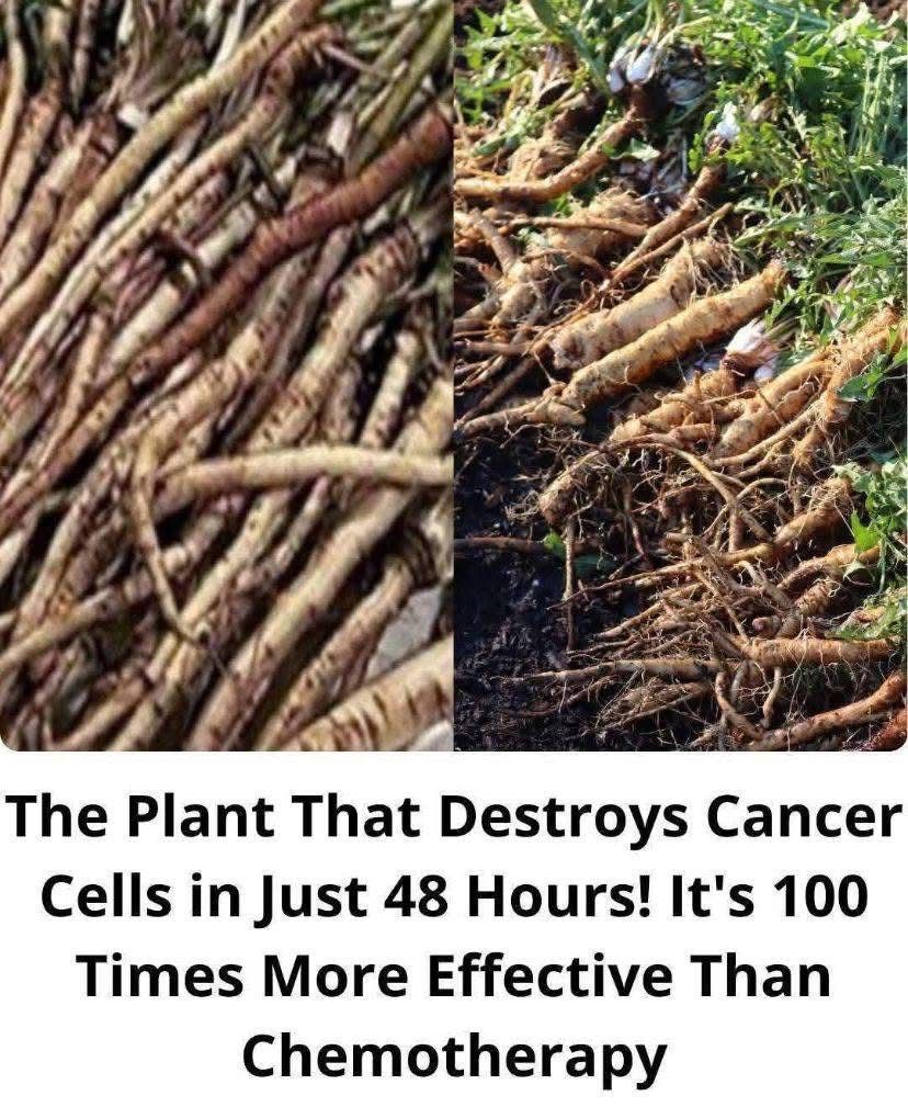 The Powerful Plant That May Support Cancer Treatment: A Closer Look at the Benefits of the Greater Burdock Root 1
