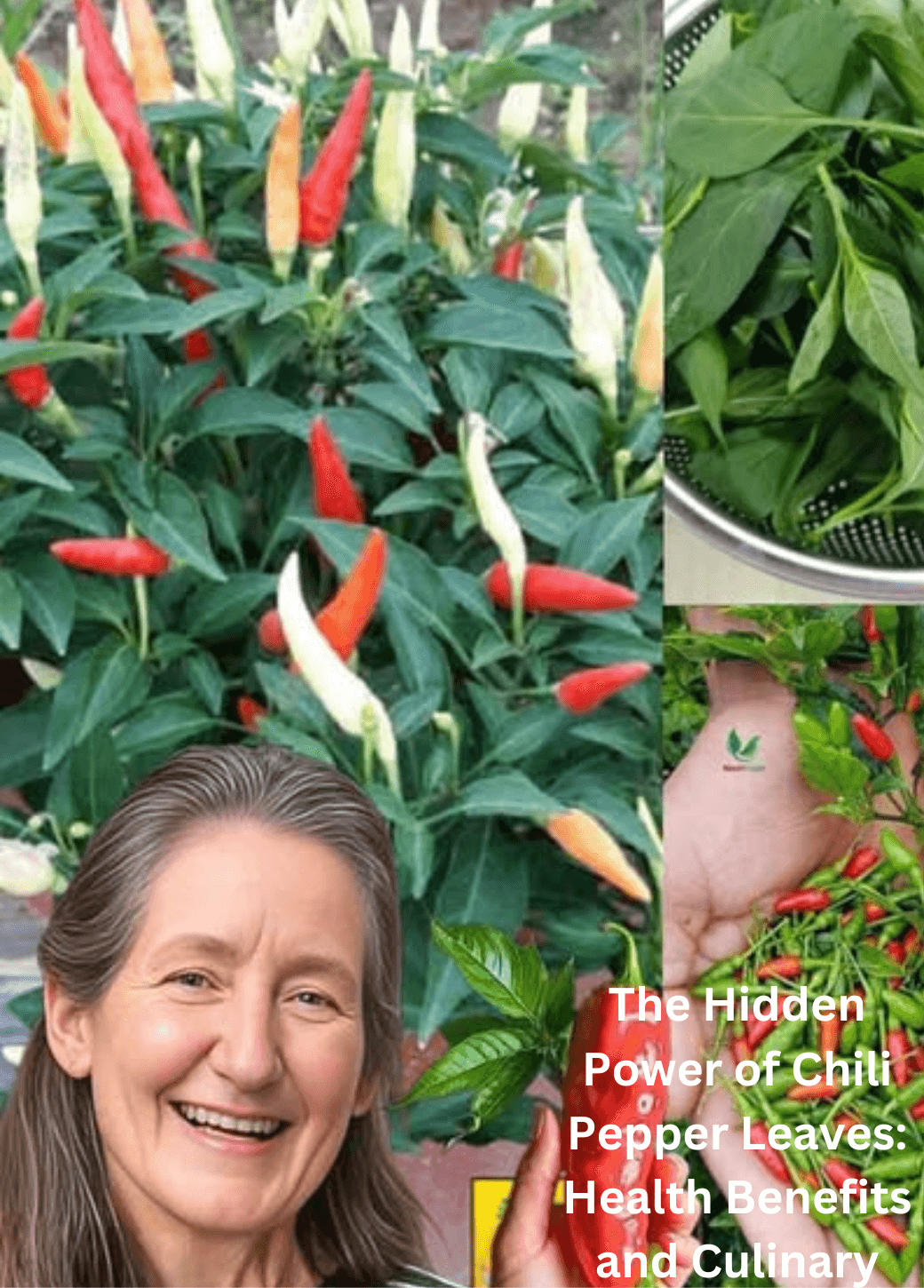 The Hidden Power of Chili Pepper Leaves: Health Benefits and Culinary Uses 🌶 1