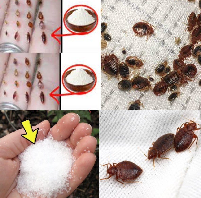 Use These Natural Alternatives to Chemical Insecticides 7