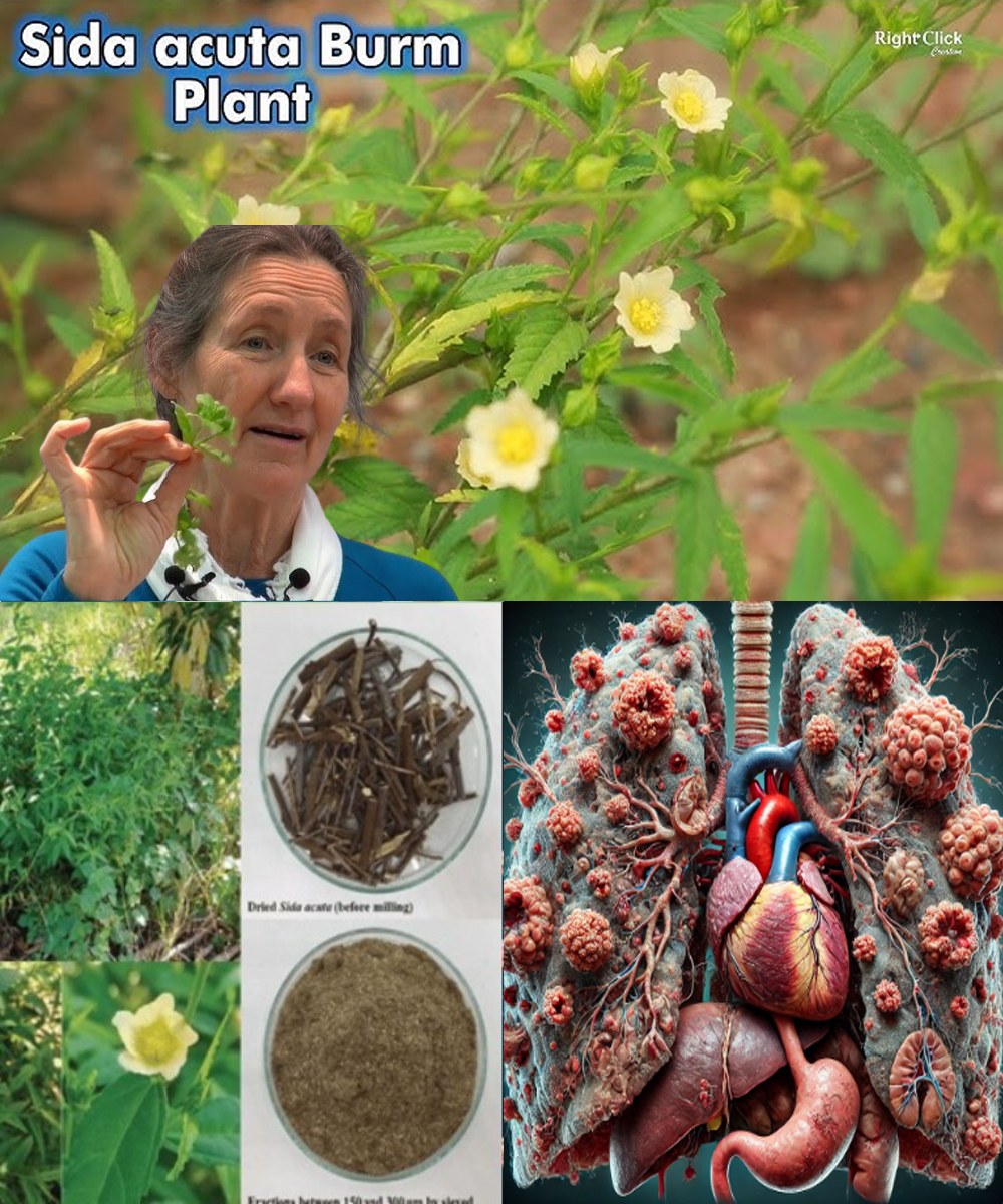 10 Remarkable Health Benefits of Pigweed Greens You Need to Know 1