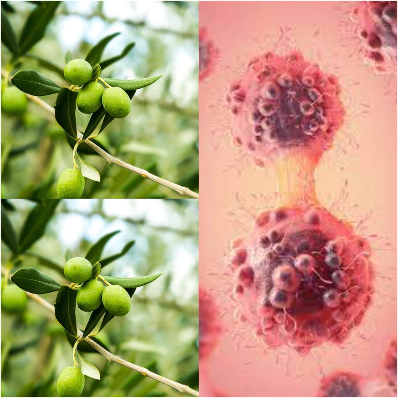 How This Leaf Destroys Cancer O’Neill’s argument 1