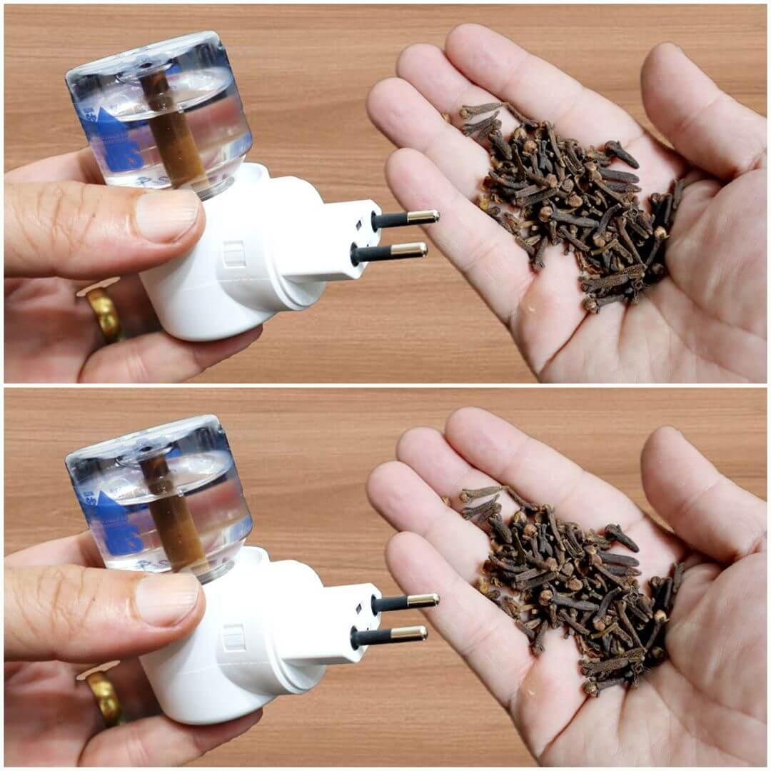 Place Cloves in the Empty Electric Raid to Prevent Mosquitoes in the Future 2