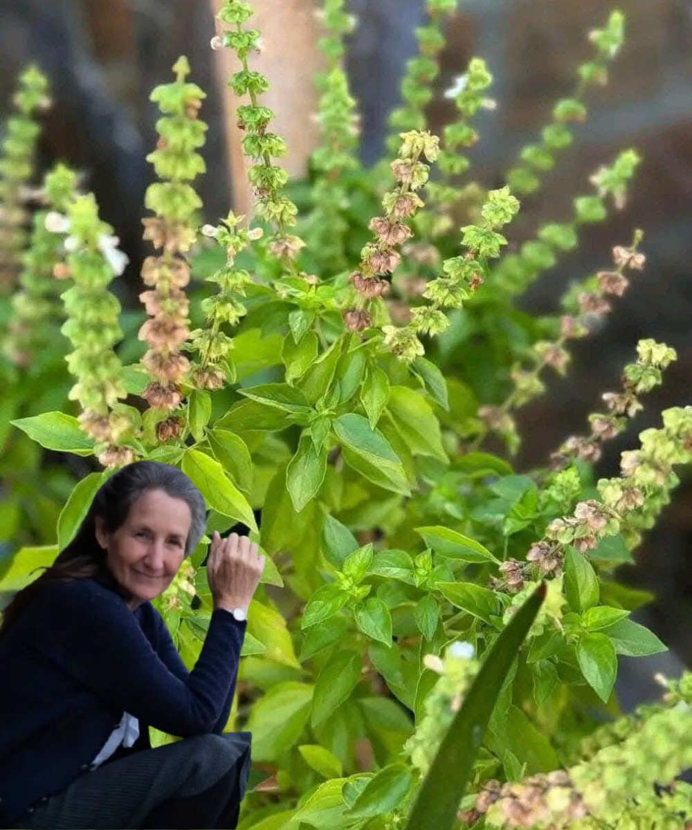 Health Advantages and Proper Storage for Basil 1