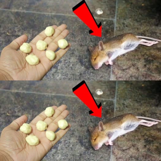 Say Goodbye to Rats and Mice with This Simple Homemade Remedy 1