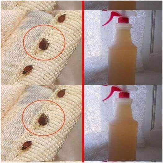 How to Get Rid of Bedbugs from Your Mattress 1