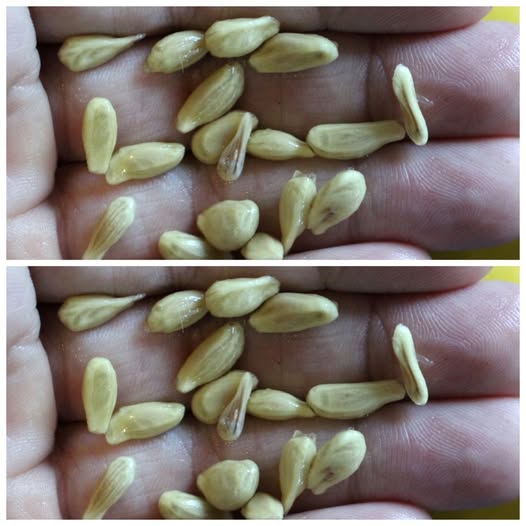 Don’t Throw Away Lemon Seeds – They’re Worth Their Weight in Gold 1