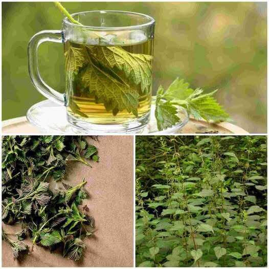 Nettle Tea: A Soothing Daily Ritual for Strong, Healthy Bones 1