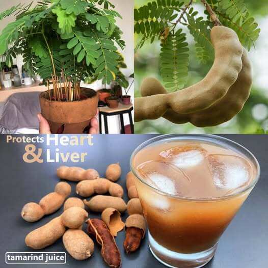 How to Extract Tamarind Pulp for a Tasty Weight Loss Drink and How to Protect Your Heart and Liver 1