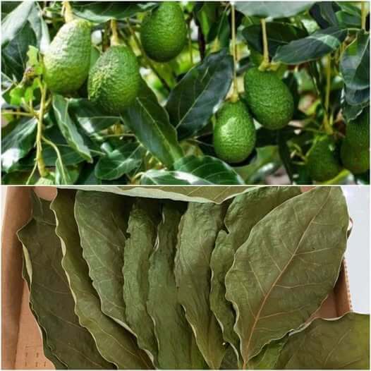 Dried Avocado Leaves: How to Use Them for a Better Life 1