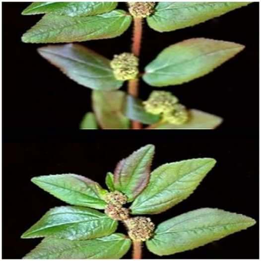 The Plant You See in the Picture Euphorbia Hirta, One of Nature’s Miracles 1