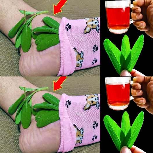 Sage: A Natural Remedy for Brain Health, Inflammation, and Joint Pain 1