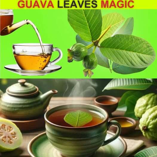 Incredible Benefits of Guava Leaves – 11 Reasons to Drink Guava Leaf Tea 1
