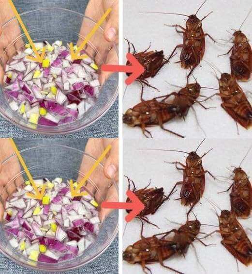 Natural Cockroach Repellent Floor Wash: Ginger & Red Onion Solution 1