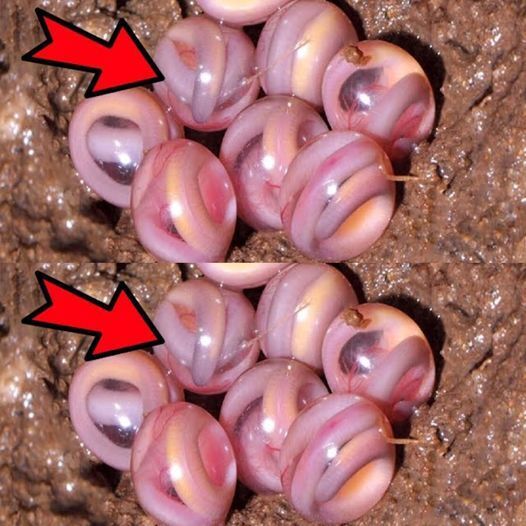 The Enigmatic Eggs: Uncovering a Hidden World 1