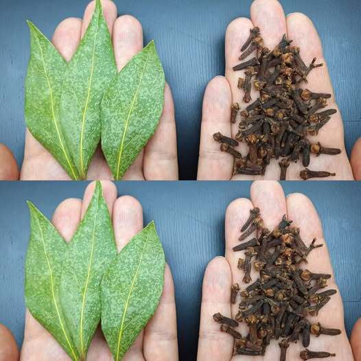 Mix Bay Leaf and Clove Together and You Will Thank Me for This Recipe 1