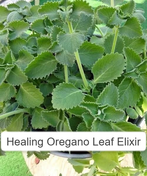 Healing Oregano Leaf Elixir 1