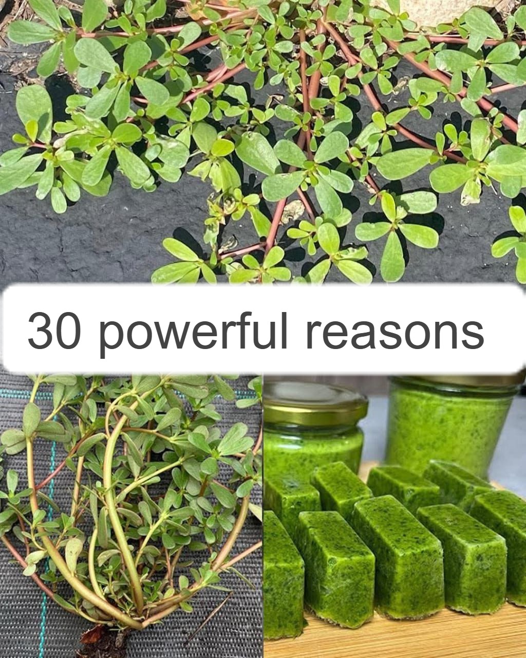 30 Powerful Reasons 1