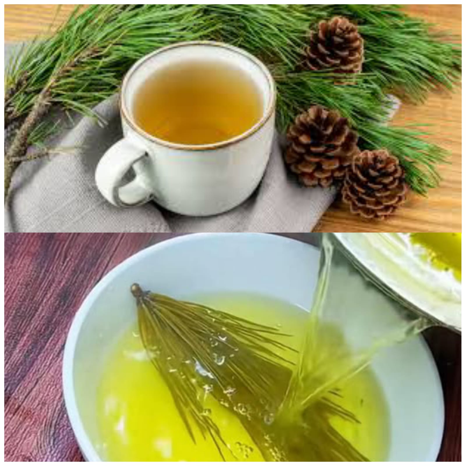 Traditional Pine Needles Treatment Strong Healing Capabilities 1