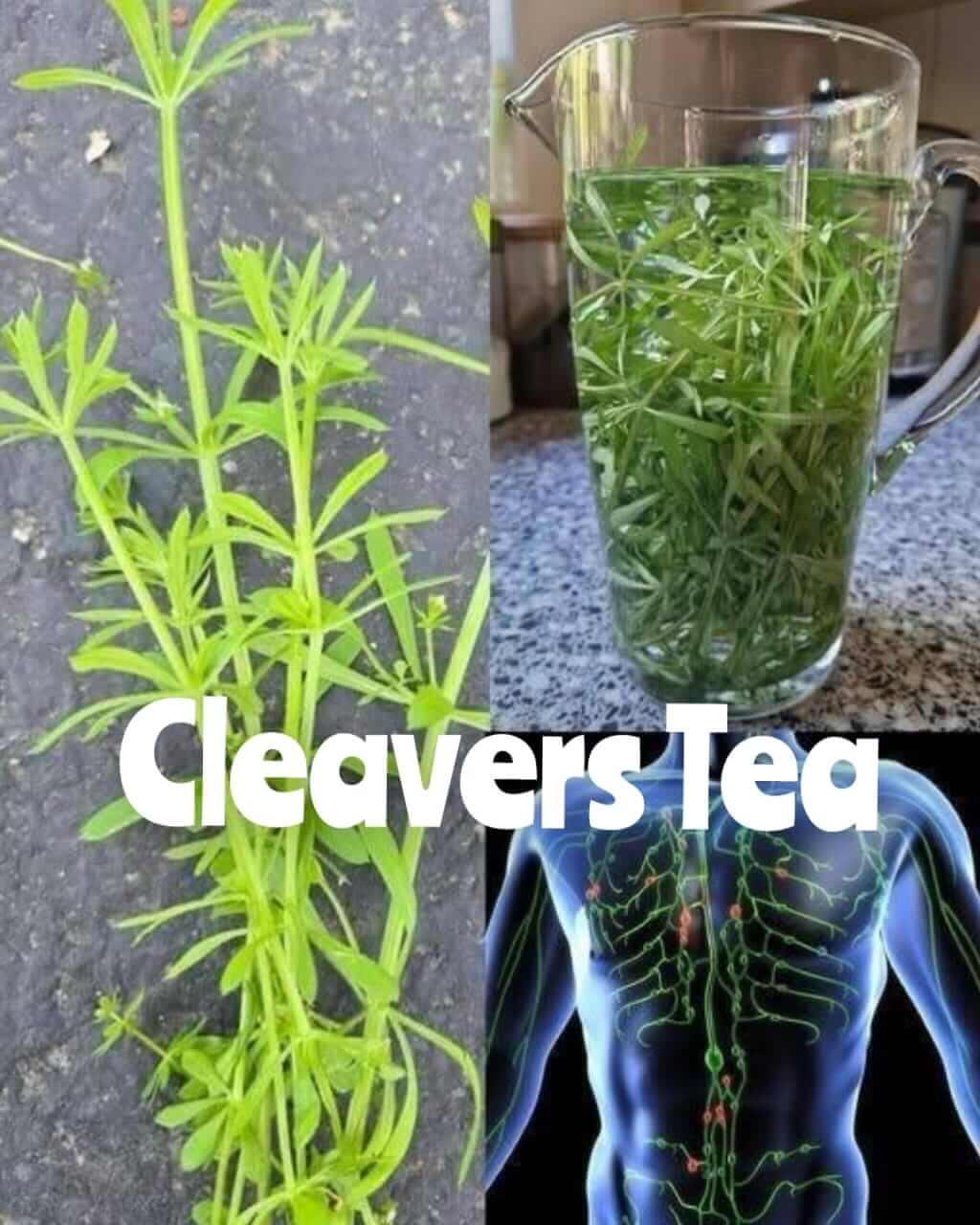 Cleavers Tea: A Refreshing Herbal Drink for Wellness 1