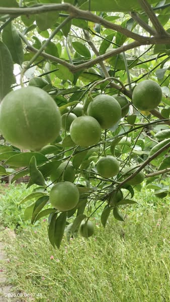 Sweet lemon natural remedy for hydration and vitality 1