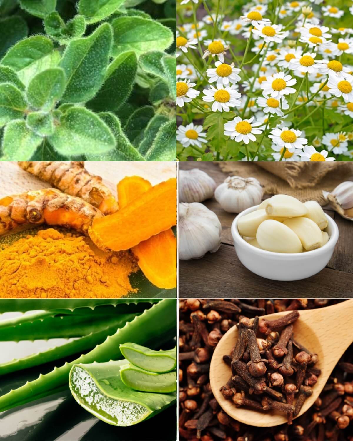 Herbs and Natural plants for your Health 1